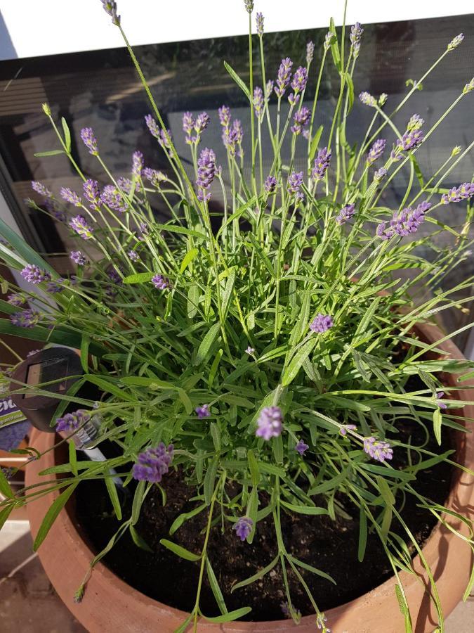 Apartament Lavender Jelenia Gora Bagian luar foto
